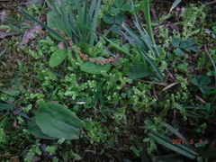 Selaginella apoda