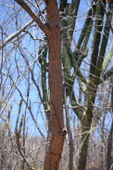 Gyrocarpus jatrophifolius
