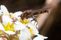 Platycheirus clypeatus