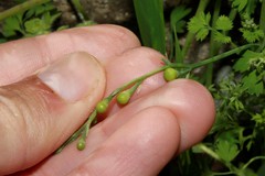 Fumaria macrocarpa