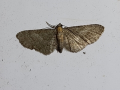 Eupithecia haworthiata