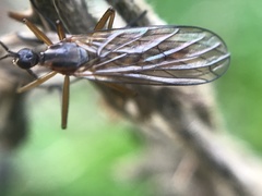 Empis trigramma