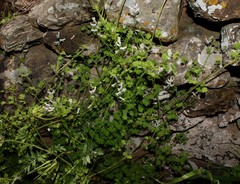 Fumaria macrocarpa