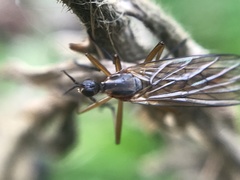 Empis trigramma