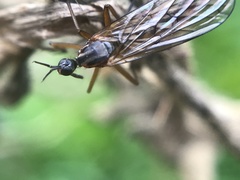 Empis trigramma