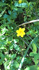 Jasminum mesnyi