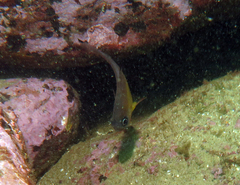 Pempheris affinis