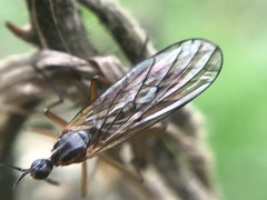 Empis trigramma