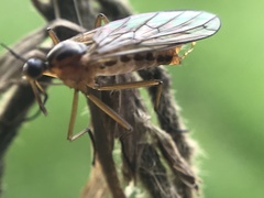 Empis trigramma