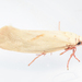 Coptoproctis languida - Photo (c) magriet b,  זכויות יוצרים חלקיות (CC BY-SA), הועלה על ידי magriet b