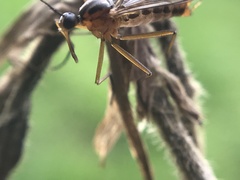 Empis trigramma