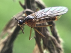 Empis trigramma