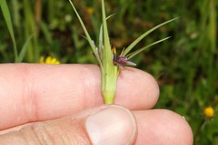 Tragopogon coelesyriacus