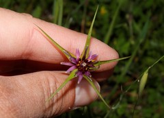 Tragopogon coelesyriacus