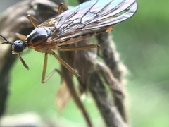 Empis trigramma