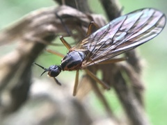 Empis trigramma
