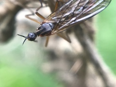Empis trigramma
