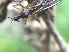 Empis trigramma
