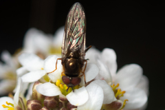 Platycheirus clypeatus