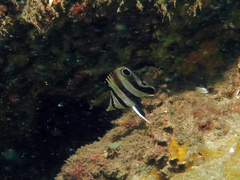 Chelmonops truncatus