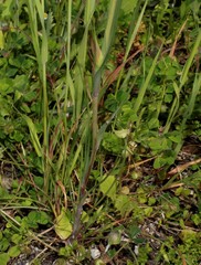 Tragopogon coelesyriacus