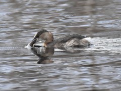 Tachybaptus ruficollis