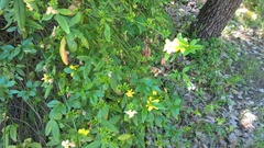 Jasminum mesnyi