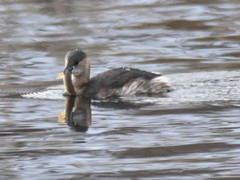 Tachybaptus ruficollis