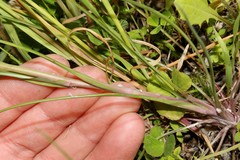 Tragopogon coelesyriacus