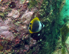 Chaetodon flavirostris