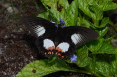 Papilio ambrax
