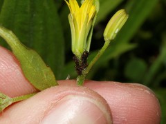 Uroleucon hypochoeridis