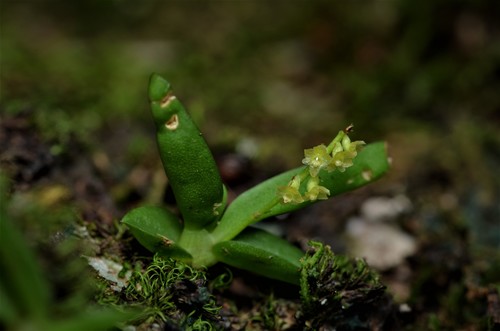 Octarrhena