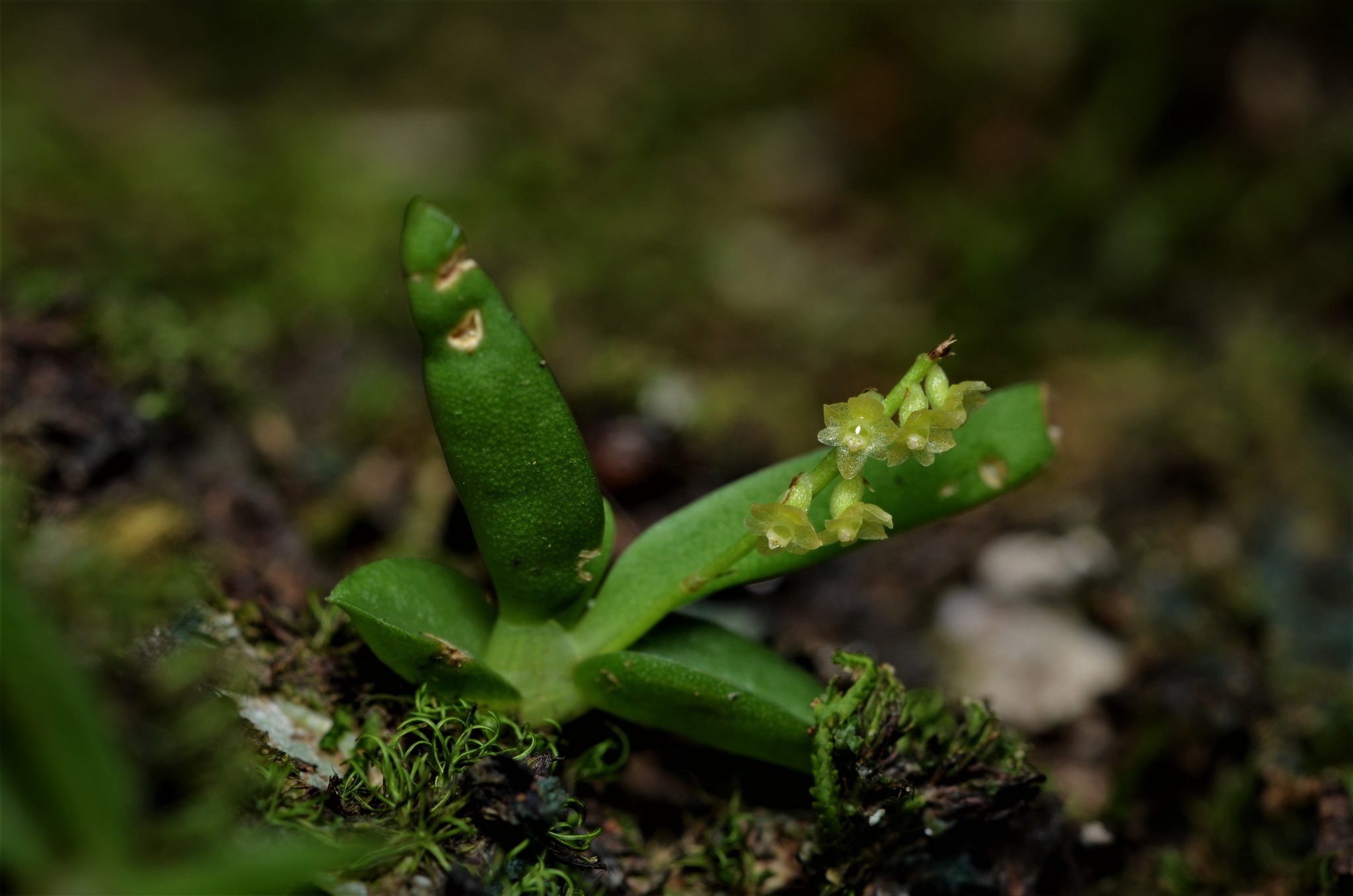 Octarrhena