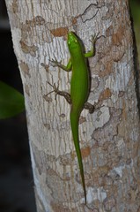 Lamprolepis smaragdina