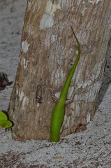 Lamprolepis smaragdina