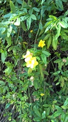 Jasminum mesnyi