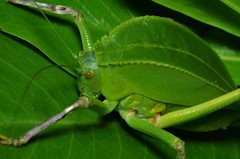 Siliquofera grandis
