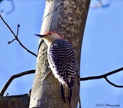 Melanerpes carolinus