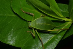 Siliquofera grandis