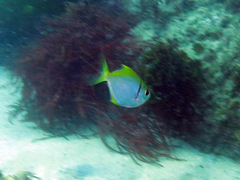 Schuettea scalaripinnis