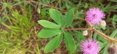 Mimosa sensitiva