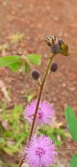 Mimosa sensitiva