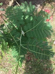 Caesalpinia pulcherrima