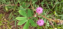 Mimosa sensitiva