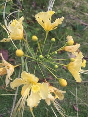 Caesalpinia pulcherrima