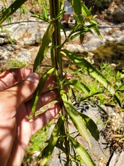 Pluchea salicifolia