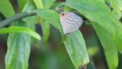 Jamides celeno aelianus