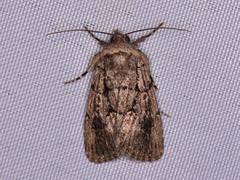 Sympistis infixa