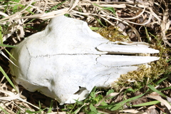 Ovis aries